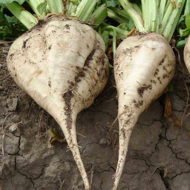 BuckLunchSugarBeet BuckLunchSugarBeet