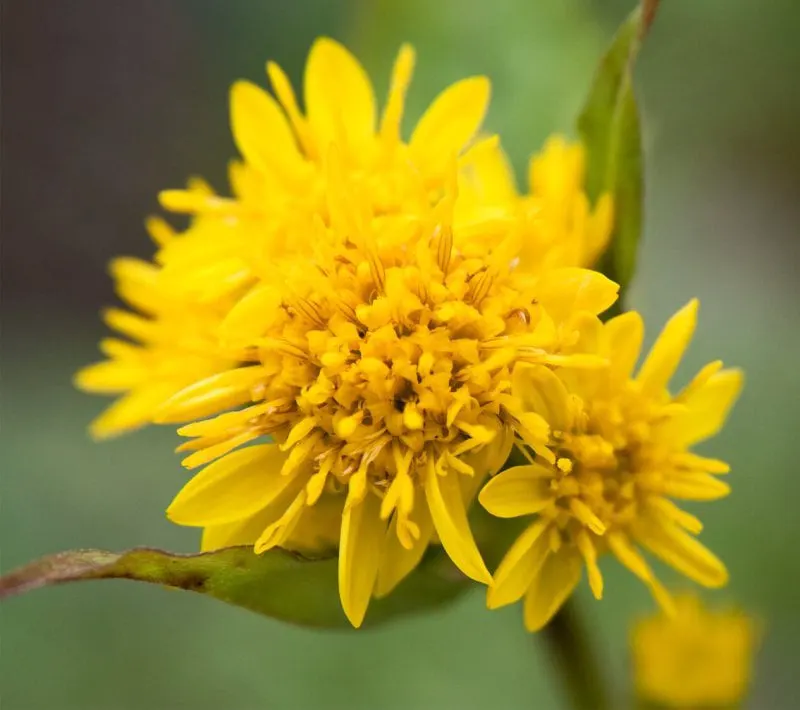 solidago virgaurea var leiocarpa solidago virgaurea var leiocarpa