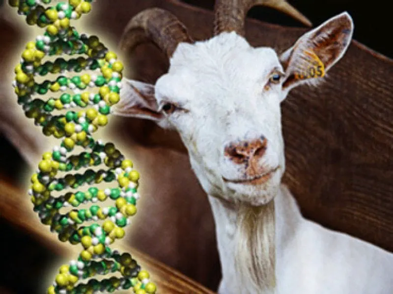 goat DNA goat DNA