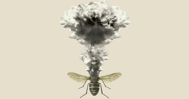 beebomb beebomb