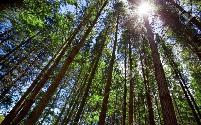 sun shining through tall trees in forest