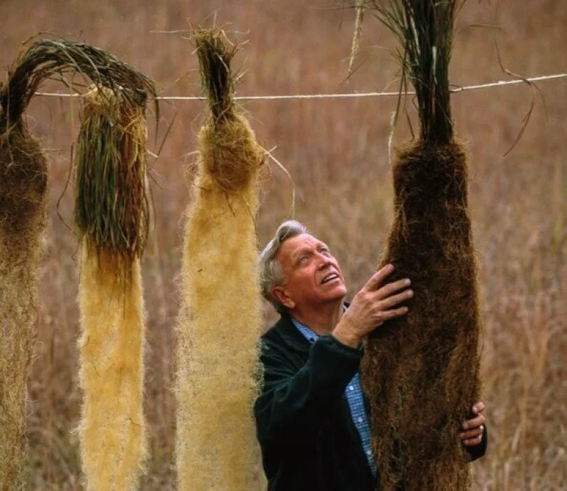 Kernza grows incredibly complex root systems. Credit: Jim Richardson/Patagonia Provisions