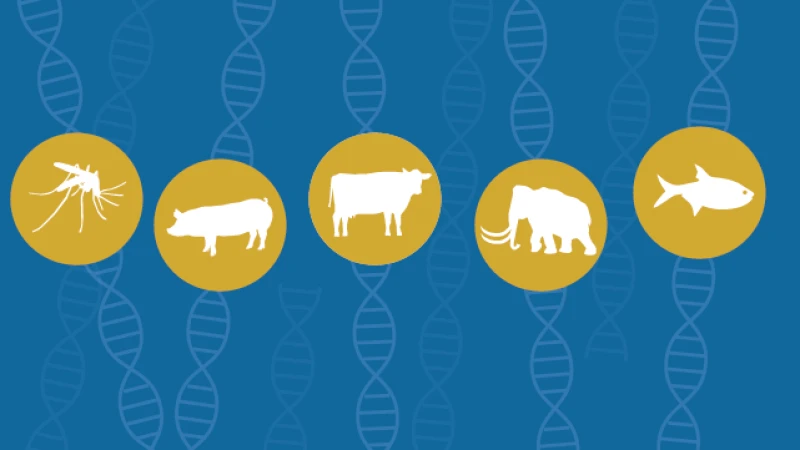 ps geneeditinganimals featured