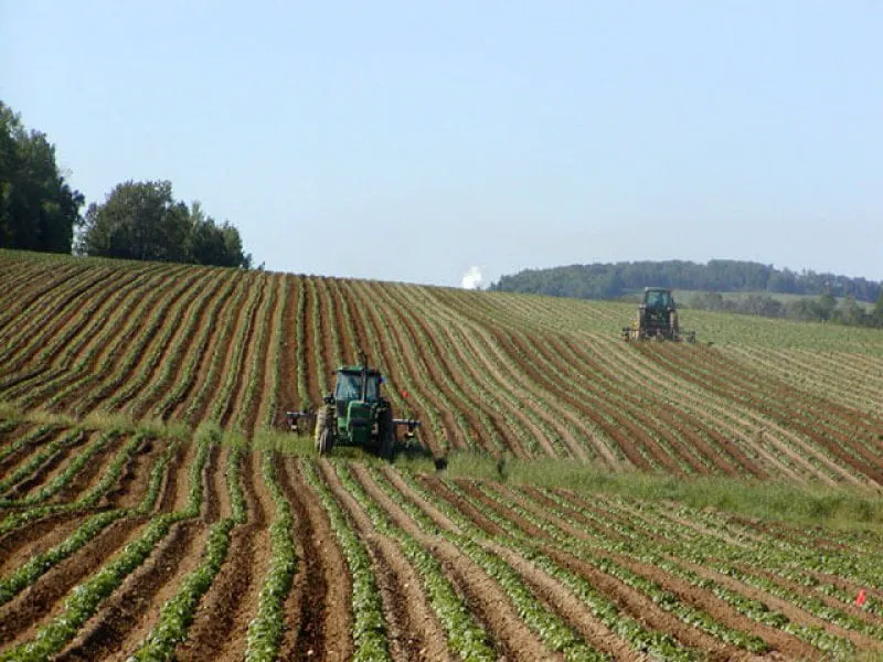 Tractors in Potato Field