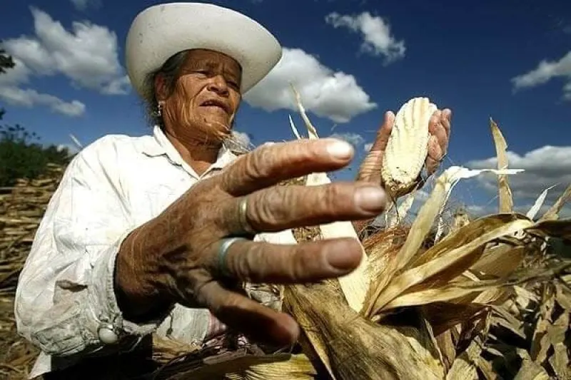 maiz mexico maiz mexico