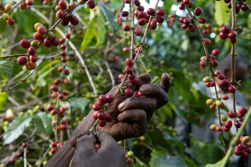Credit: Maheder Haileselassie/Reuters