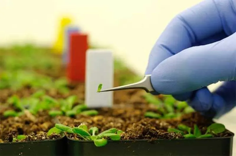 nanotechnology in agriculture nanotechnology in agriculture