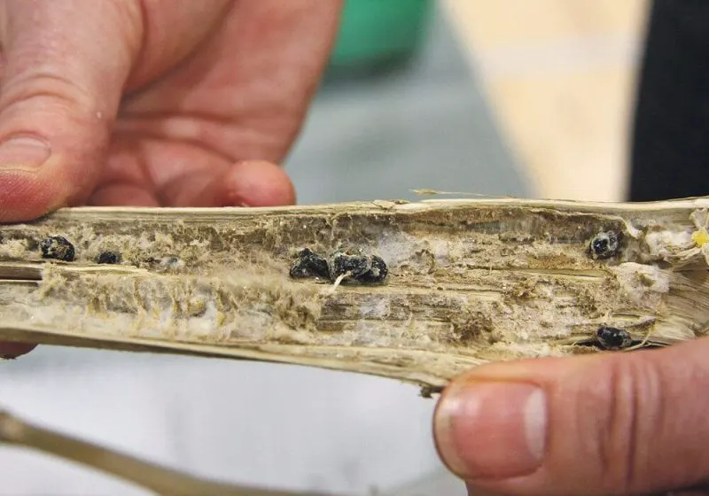 Sclerotia are small, hard fungal bodies, which form inside infected canola stems. The sclerotia bodies fall out of the stems, enter the soil and are a source of infection for subsequent canola crops. Credit: Robert Arnason
