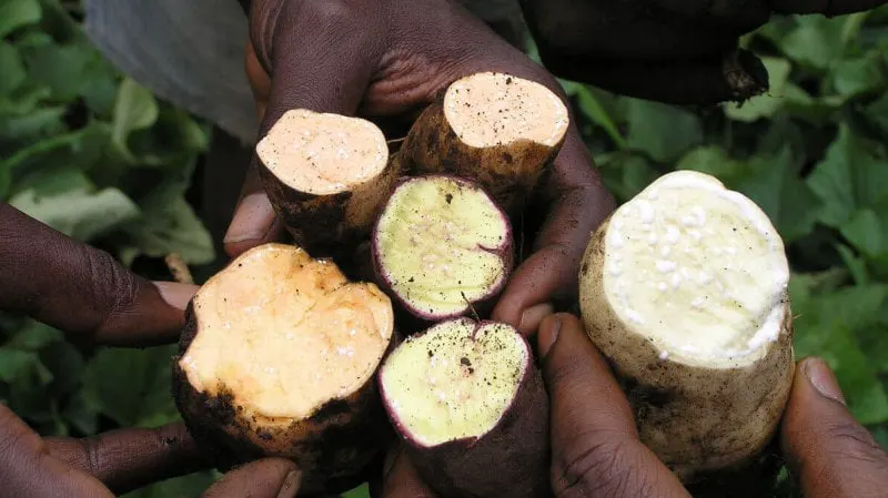 Credit: International Potato Center (CIP)