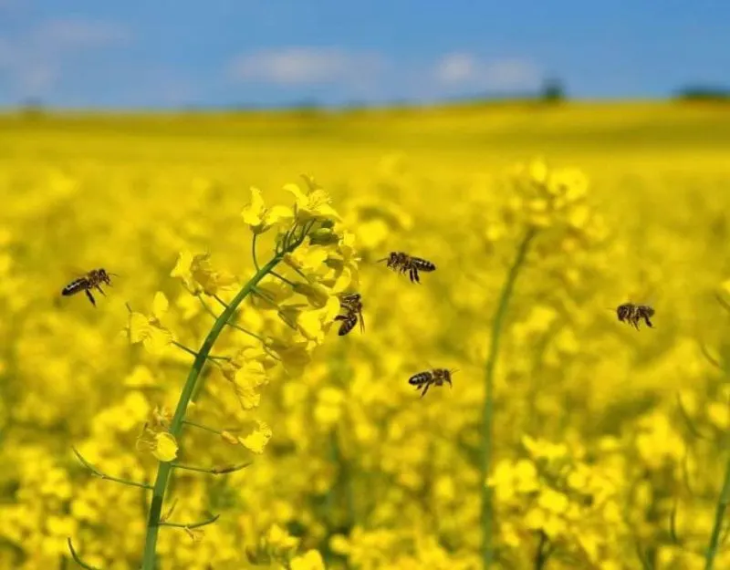 Field of oilseed rape with bees e Field of oilseed rape with bees e