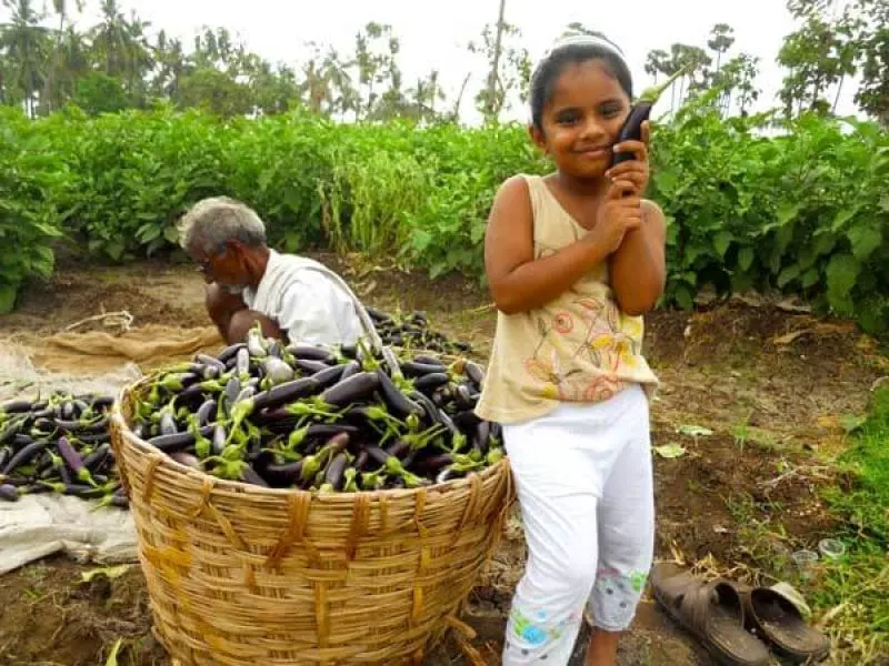 brinjal brinjal