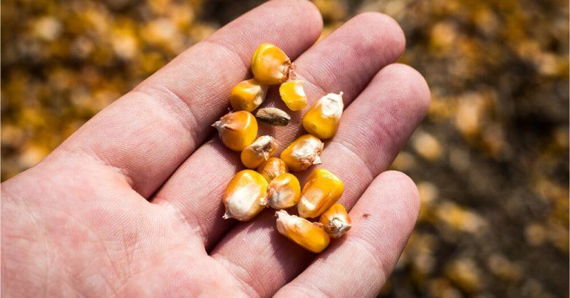 corn kernels hand field x