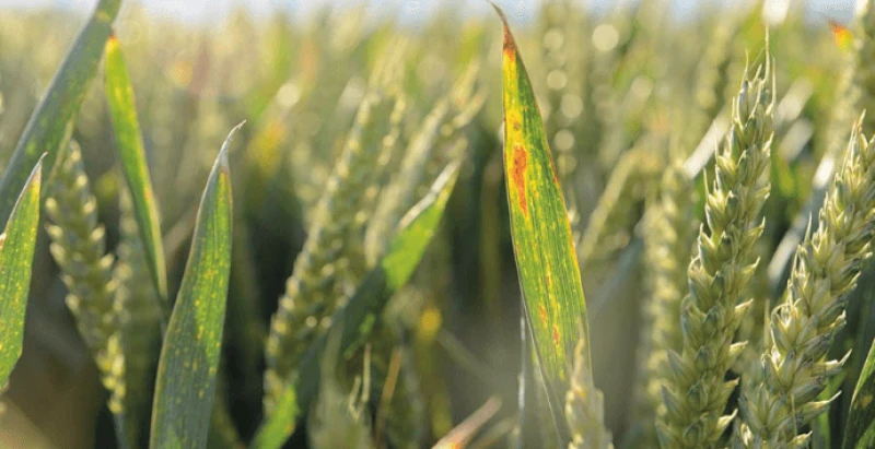 screenshot mild autumn increases virus threat to cereal crops farmers weekly