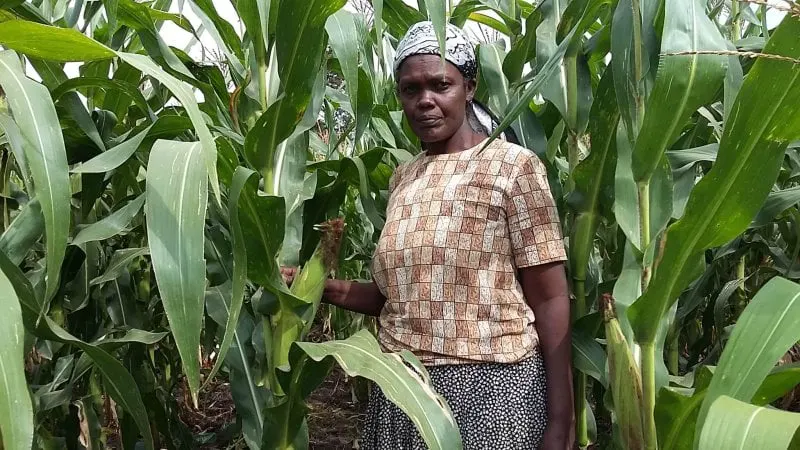 Credit: CIMMYT/B.Wawa
