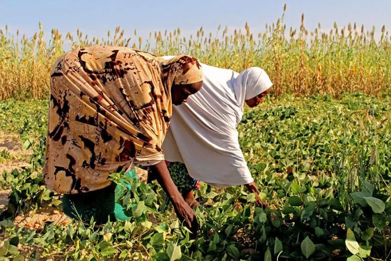 kenya fao