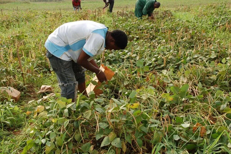 Man harvesting Bt cowpea. Credit: IITA/Flickr
