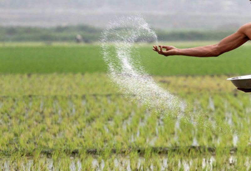 Fertilizer Farm Rice Field