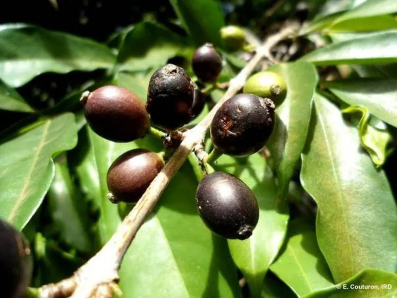 The coffee species Coffea stenophylla, bears black fruit Credit: E. Couturon/IRD/Handout/Reuters