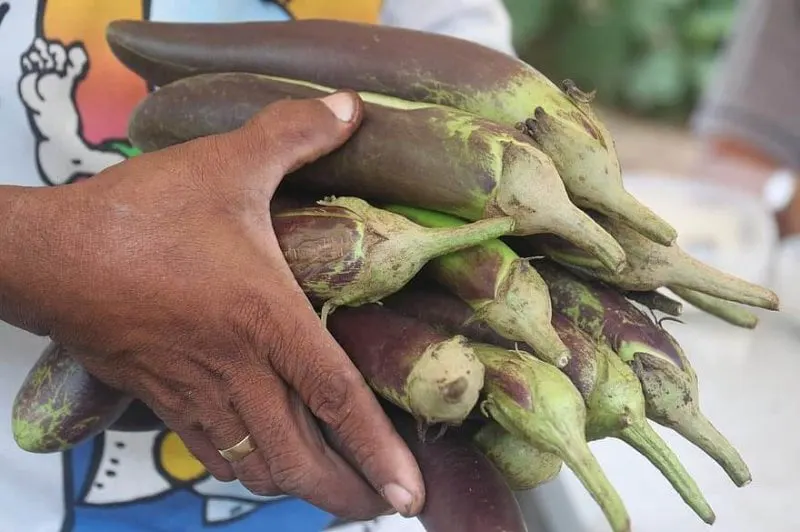 agriculture gmos gmo genetically modified organisms biotechnology biotech farmer farming eggplant Credit: Pikist
