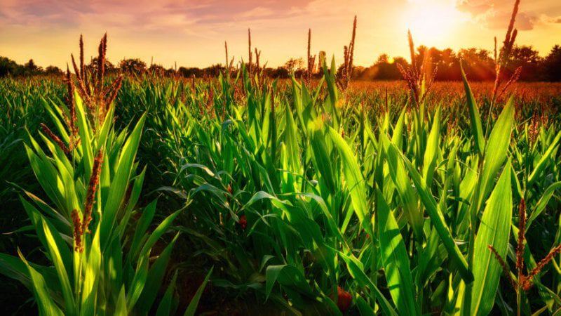 gmo corn field x