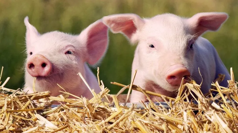 piglets today tease a c b ccf c b f