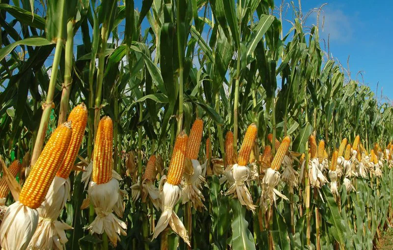 Credit: Syngenta
