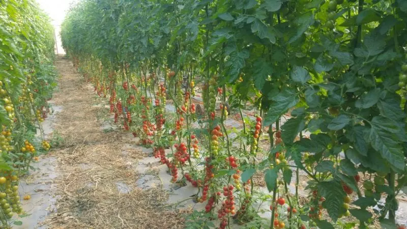 hu TomatoPlantation ItayZemach x