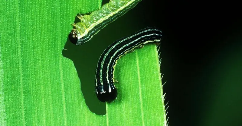 Fall armyworm. Credit: Nigel Cattlin/Alamy