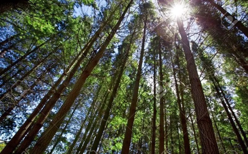 sun shining through tall trees in forest sun shining through tall trees in forest