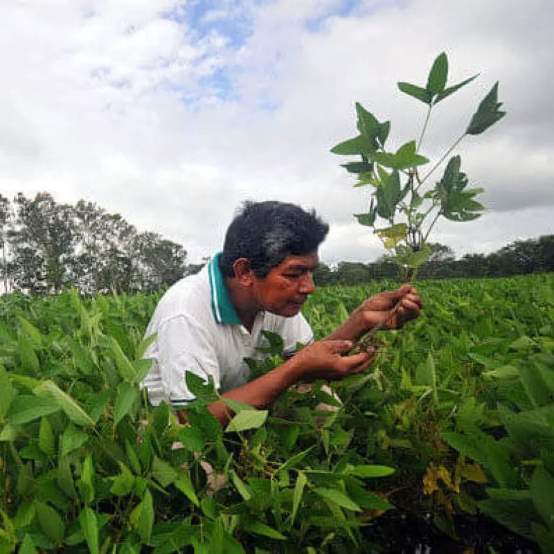 ae px Bolivia soybean e