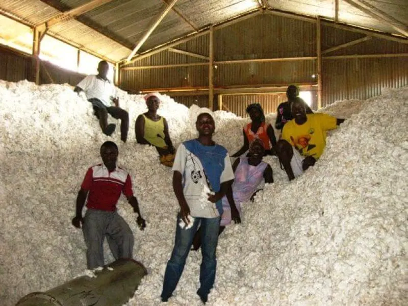 uganda cotton uganda cotton