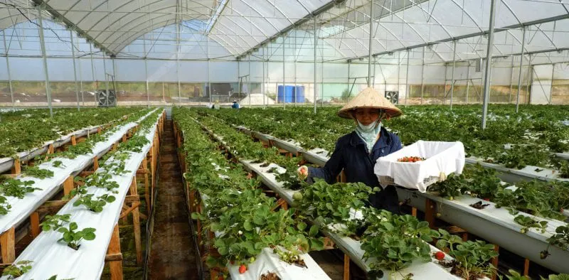 Credit: Xuanhuongho/Shutterstock