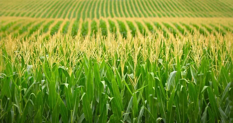 corn