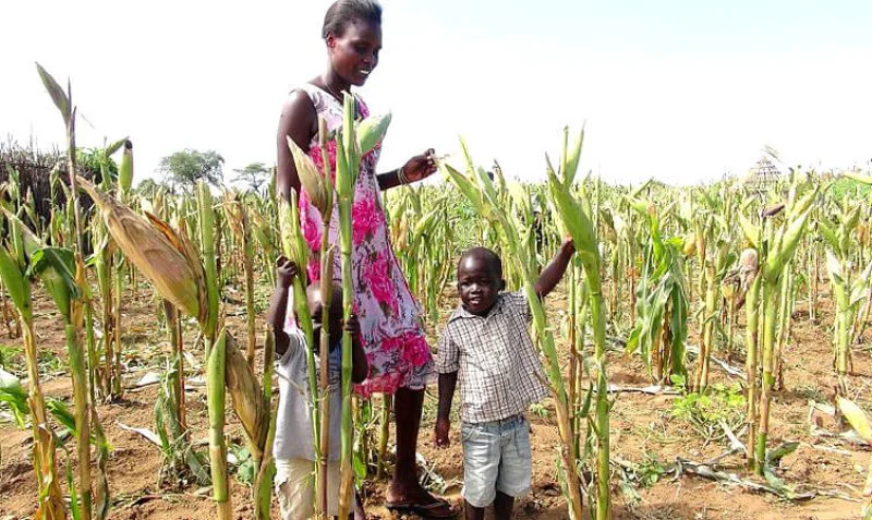 px Maize farming in drought areas px Maize farming in drought areas
