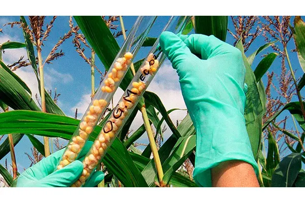 Latin American researchers use gene editing to develop new crops that benefit farmers and consumers