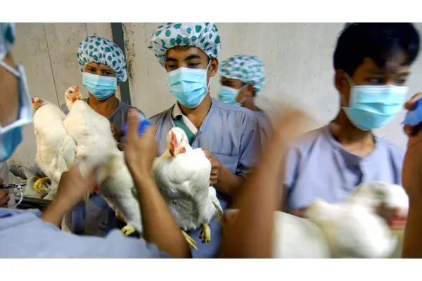 Can CRISPR tame avian flu and prevent the next pandemic?