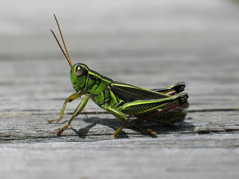 png canada grass hopper clear wing Credit: Keith Pomakis via CC-BY-SA-2.5