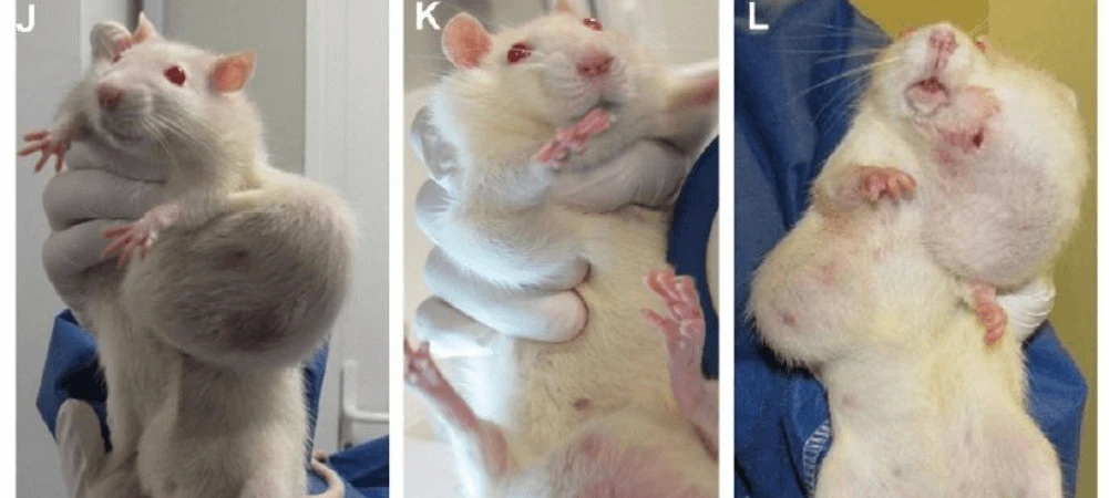 rats seralini e rats seralini e