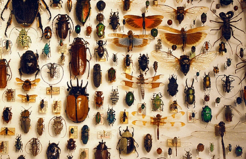 Backboned animals, particularly charismatic mammals, tend to attract more research funding than insects. A European research project looking at a vertebrate species, for example, receives nearly 500 times more funding on average than an invertebrate study. Credit: Barta IV