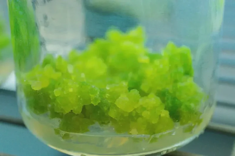 plant callus tissue culture plant callus tissue culture