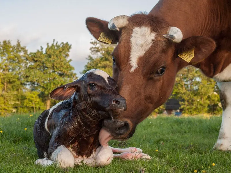 New born Frisian red white calf New born Frisian red white calf