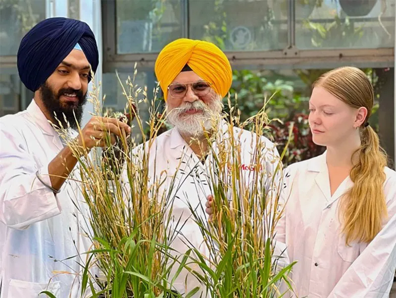 McGill-University-oat-breeders-screencap