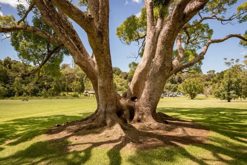 Chestnut tree. Credit; Joshua Daniel
