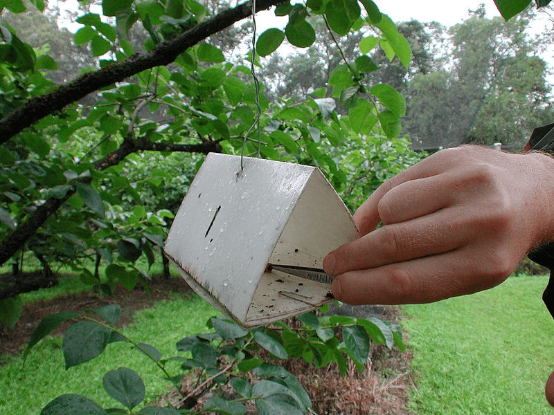 Pheremone traps (pictured) and reproduction-halting chemicals have been used, but now plants can be tweaked to make these complex molecules themselves. Credit: CSIRO via CC-BY-3.0