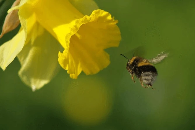 honeybees