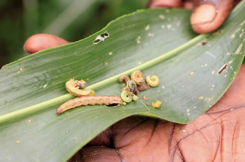 Credit: CABI. In Europe, government funds so-called non-governmental organizations who then lobby politicians to act against scientists, who lack a political constituency, and this results.