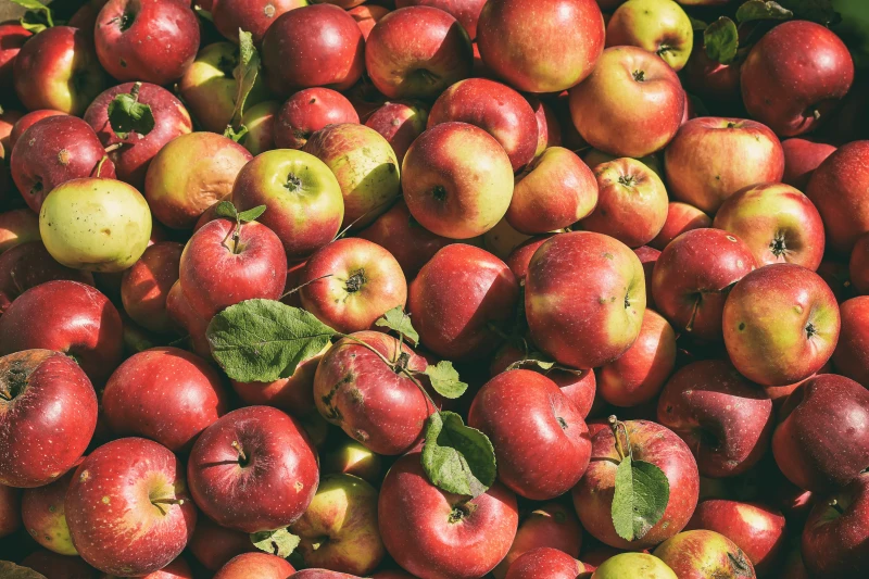 free photo of abundance of apples free photo of abundance of apples