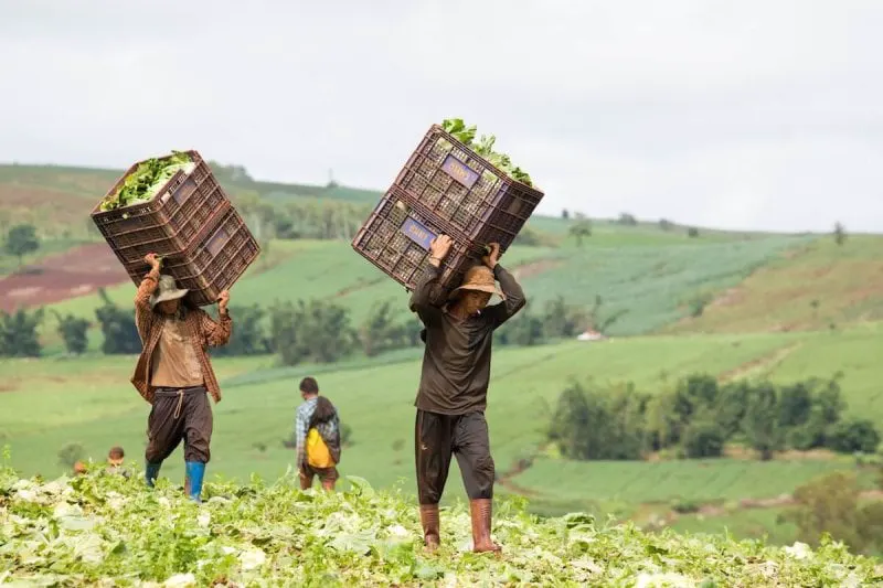 Workers harvesting Chinese cabbage in western Thailand.