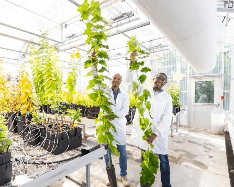 From left, ORNL’s Biruk Feyissa holds a five-month-old poplar tree expressing high levels of the BOOSTER gene, while colleague Wellington Muchero holds a tree of the same age with lower expression of the gene. Credit: Genevieve Martin/ORNL, U.S. Dept. of Energy
