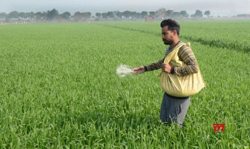 Indian farm worker applying pesticides in Amritsar Credit: Social News XYZ